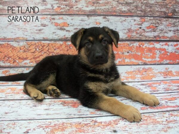German Shepherd-DOG-Female-Black & Tan-24864-Dream Tails Sarasota, Florida