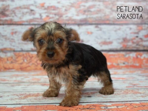 Yorkshire Terrier-DOG-Female-BLK TAN-24875-Dream Tails Sarasota, Florida