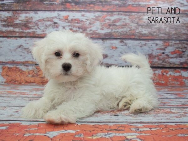 Maltipoo-DOG-Male-WHITE-24874-Dream Tails Sarasota, Florida