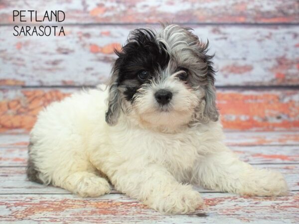 Shihpoo-DOG-Female-Blue Merle-24871-Dream Tails Sarasota, Florida