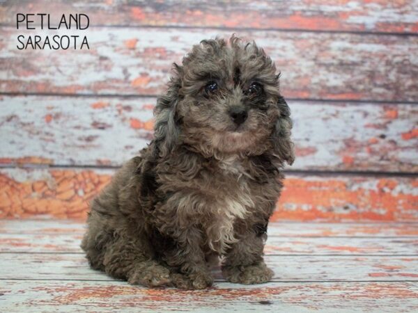 Shihpoo-DOG-Male-Blue Merle Parti-24872-Dream Tails Sarasota, Florida