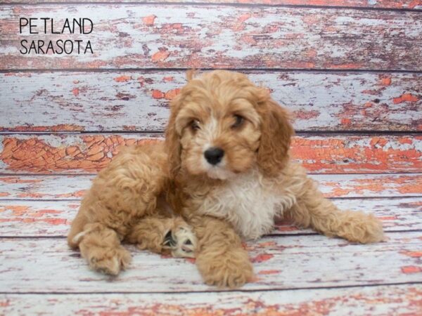 Cavapoo-DOG-Male-Red White-24869-Dream Tails Sarasota, Florida