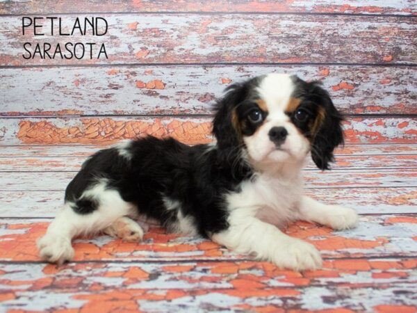 Cavalier King Charles Spaniel-DOG-Male-TRI-24867-Dream Tails Sarasota, Florida