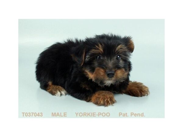 Yorkiepoo-DOG-Male-BLK & TN-24917-Dream Tails Sarasota, Florida