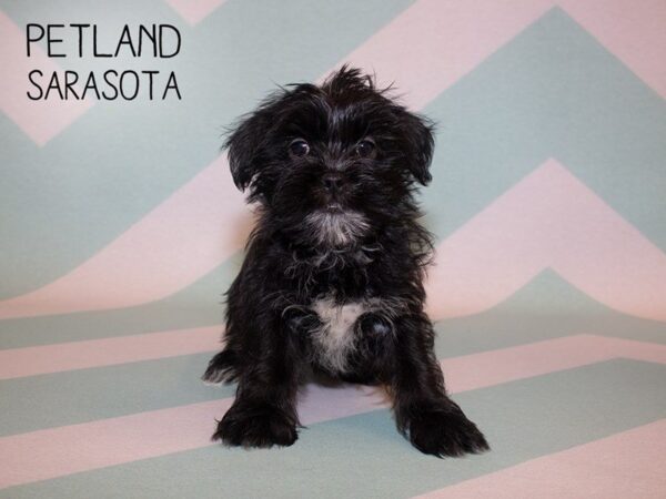 Morkie-DOG-Female-black wh-24893-Dream Tails Sarasota, Florida