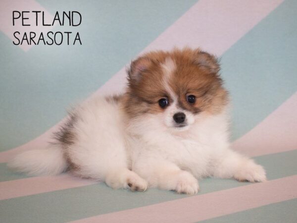 Pomeranian-DOG-Male-White and Brown-24892-Dream Tails Sarasota, Florida