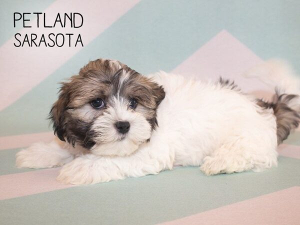 Teddy Bear-DOG-Male-White and Brown-24891-Dream Tails Sarasota, Florida