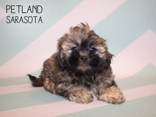 Teddy Bear-DOG-Female-White and Brown-24890-Dream Tails Sarasota, Florida