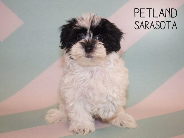 Havanese-DOG-Female-White-24889-Dream Tails Sarasota, Florida