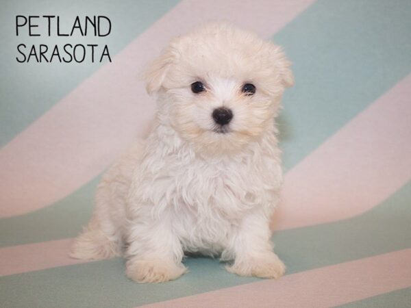 Maltese-DOG-Female-White-24888-Dream Tails Sarasota, Florida