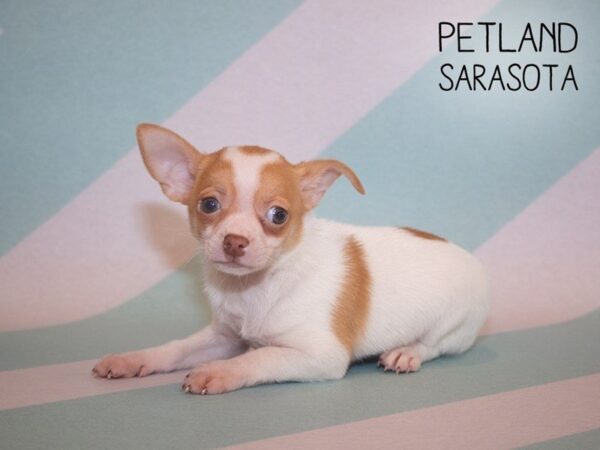 Chihuahua-DOG-Female-FAWN WHITE-24886-Dream Tails Sarasota, Florida