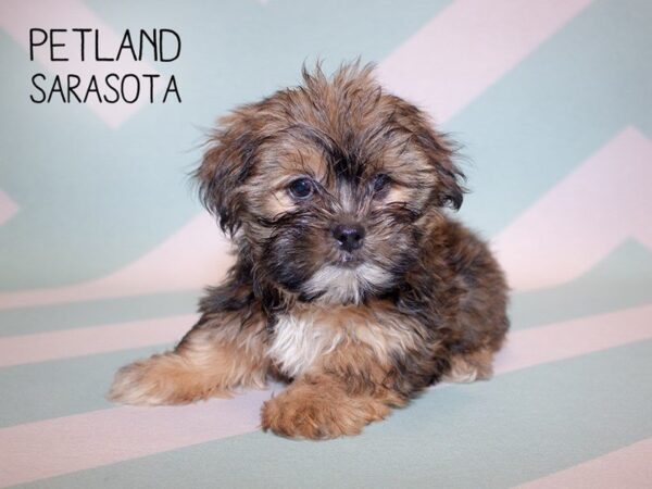Morkie-DOG-Male-Brown White-24884-Dream Tails Sarasota, Florida