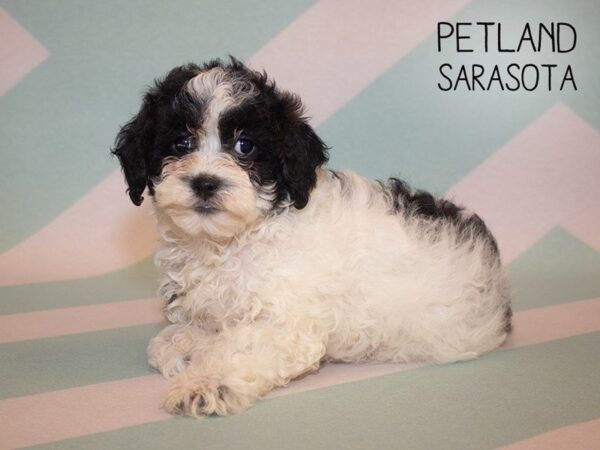 Shihpoo-DOG-Female-BLACK WHITE-24883-Dream Tails Sarasota, Florida