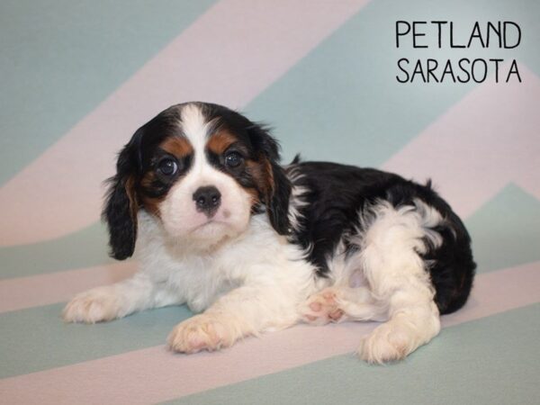Cavalier King Charles Spaniel-DOG-Male-TRI-24882-Dream Tails Sarasota, Florida