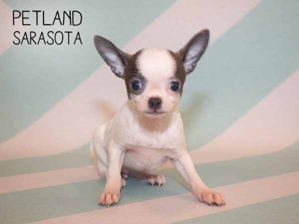 Chihuahua-DOG-Female-Gray White-24881-Dream Tails Sarasota, Florida
