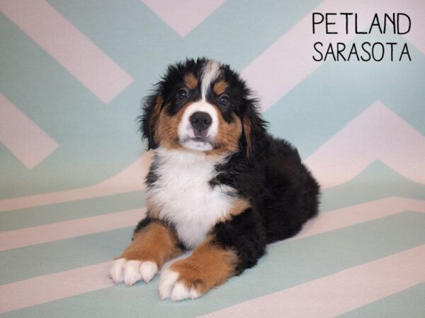 Bernese Mountain Dog-DOG-Male-Tri-24880-Dream Tails Sarasota, Florida