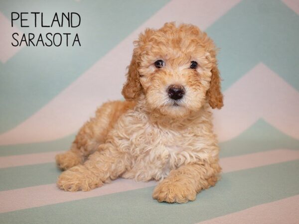 F2 MINI GOLDENDOODLE-DOG-Female-Red-24879-Dream Tails Sarasota, Florida