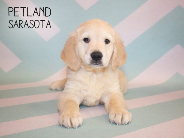 Golden Retriever-DOG-Male-Golden-24878-Dream Tails Sarasota, Florida