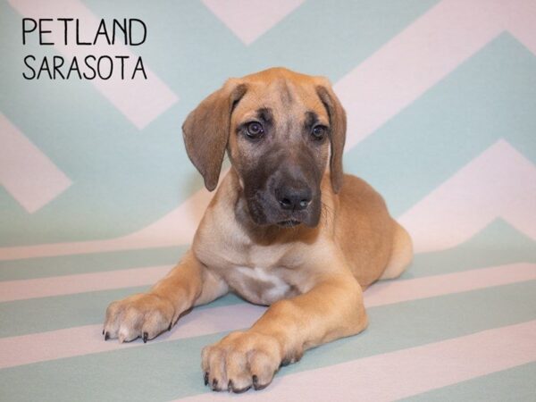 Great Dane-DOG-Female-Fawn-24877-Dream Tails Sarasota, Florida