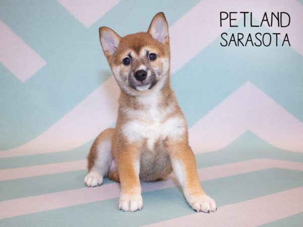 Shiba Inu-DOG-Female-Red & White-24876-Dream Tails Sarasota, Florida