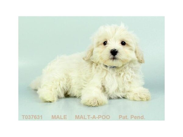Maltipoo-DOG-Male-WH-24918-Dream Tails Sarasota, Florida