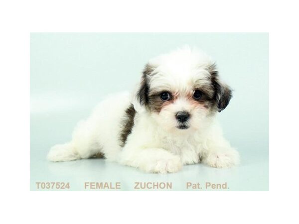 Teddy Bear-DOG-Female-BRDL:PRTI-24916-Dream Tails Sarasota, Florida