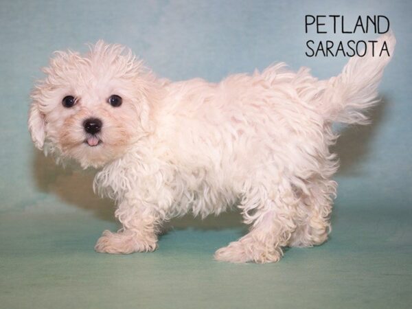 Maltichon-DOG-Female-WHITE-24915-Dream Tails Sarasota, Florida
