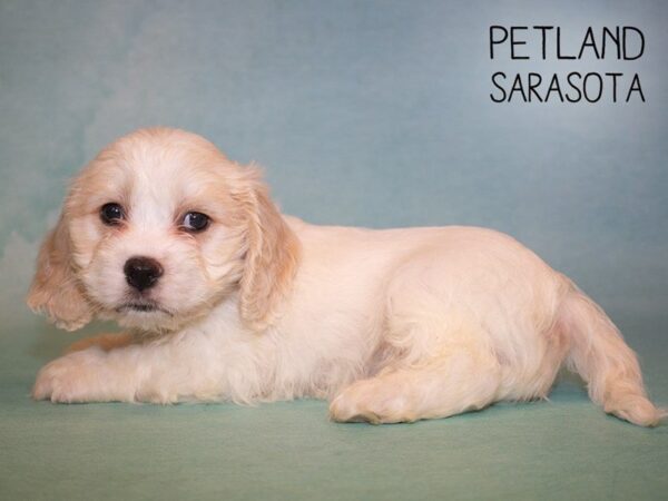 Cavachon-DOG-Male-BLENHEIM-24913-Dream Tails Sarasota, Florida
