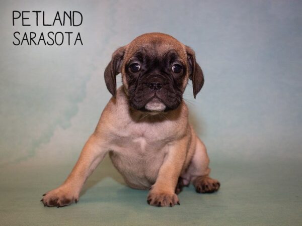 Miniature Bulldog-DOG-Female-FAWN-24912-Dream Tails Sarasota, Florida