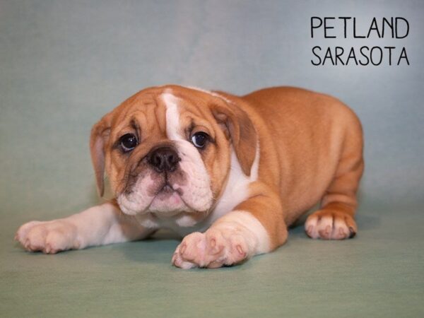 English Bulldog-DOG-Male-BRINDLE-24911-Dream Tails Sarasota, Florida