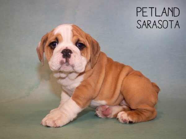 English Bulldog-DOG-Female-BRINDLE-24910-Dream Tails Sarasota, Florida