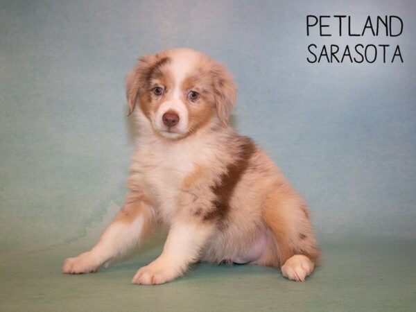 Miniature Aussie-DOG-Male-Red Merle-24909-Dream Tails Sarasota, Florida