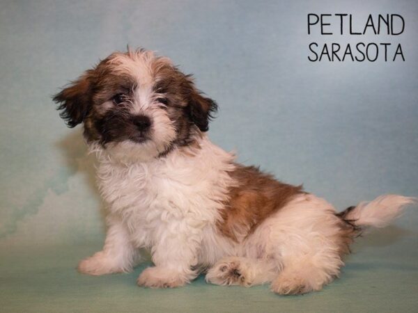 Teddy Bear-DOG-Male-BROWN WHITE-24908-Dream Tails Sarasota, Florida