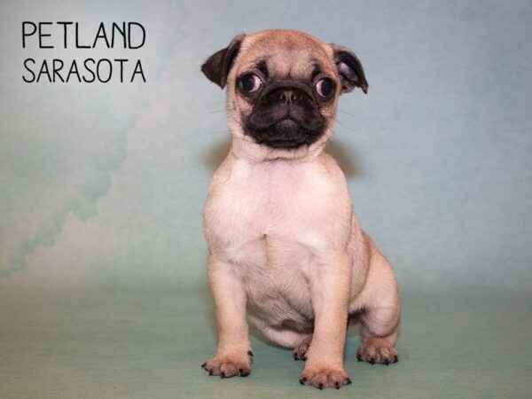 Pug-DOG-Female-Fawn-24907-Dream Tails Sarasota, Florida