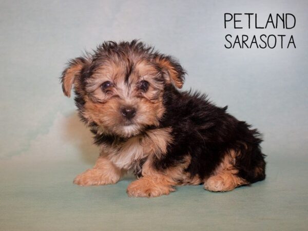 Morkie-DOG-Female-BLK TAN-24906-Dream Tails Sarasota, Florida