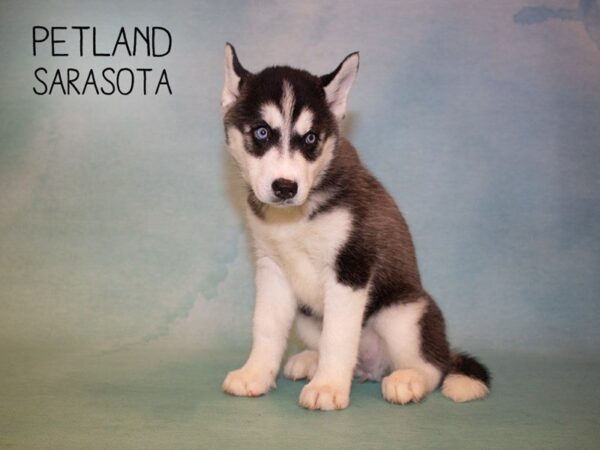 Siberian Husky-DOG-Female-Black & White-24901-Dream Tails Sarasota, Florida