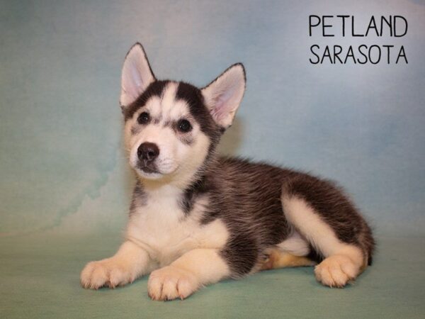 Siberian Husky-DOG-Male-Black & White-24900-Dream Tails Sarasota, Florida