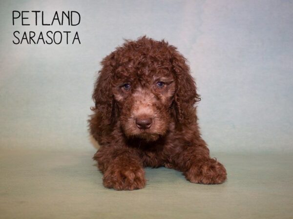 Standard Poodle-DOG-Female-Chocolate-24899-Dream Tails Sarasota, Florida
