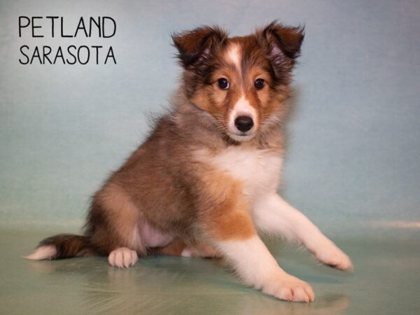 Shetland Sheepdog-DOG-Male-Sable & White-24898-Dream Tails Sarasota, Florida
