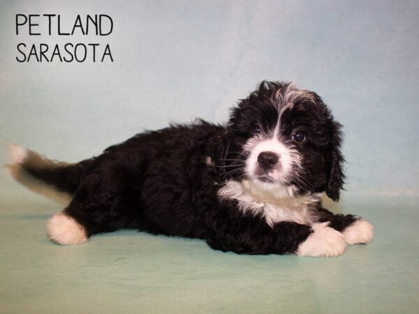 Miniature Bernadoodle-DOG-Male-Black & White-24897-Dream Tails Sarasota, Florida