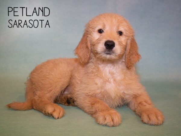 Goldendoodle-DOG-Female-Golden-24896-Dream Tails Sarasota, Florida