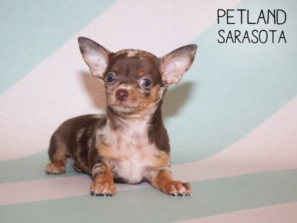 Chihuahua-DOG-Male-CHOCOLATE MERLE-24939-Dream Tails Sarasota, Florida