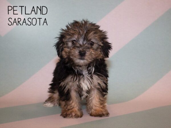 Morkie-DOG-Female-Black Tan-24938-Dream Tails Sarasota, Florida