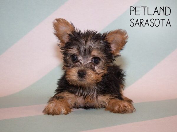 Yorkshire Terrier-DOG-Female-BLACK TAN-24937-Dream Tails Sarasota, Florida
