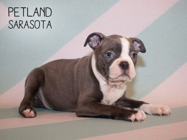 Boston Terrier-DOG-Male-BLUE WHITE-24936-Dream Tails Sarasota, Florida
