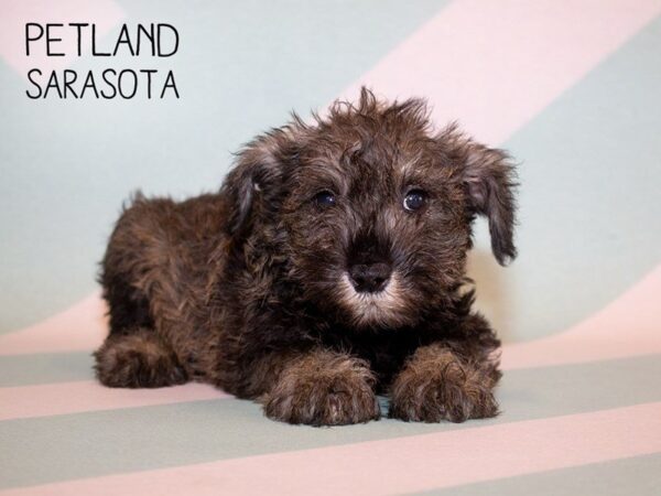 Miniature Schnauzer-DOG-Female-SALT PEPPER-24934-Dream Tails Sarasota, Florida