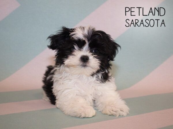 Maltishi-DOG-Male-BLACK WHITE-24933-Dream Tails Sarasota, Florida