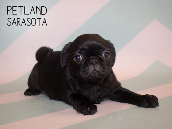 Pug-DOG-Female-Black-24932-Dream Tails Sarasota, Florida