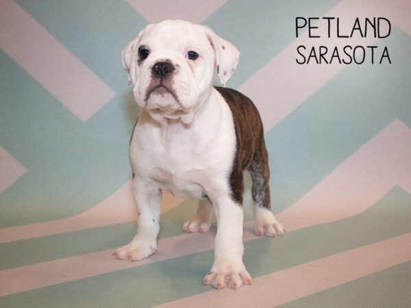 Beabull-DOG-Male-Brindle White-24930-Dream Tails Sarasota, Florida