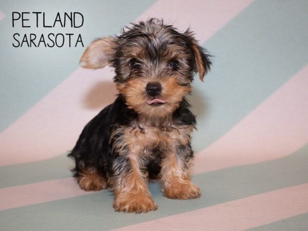 Yorkshire Terrier-DOG-Male-BLACK TAN-24929-Dream Tails Sarasota, Florida